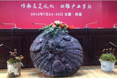 �Ż����ڼ��ʲô��?�����Ʊ���֥���ӷۼ��ḱ����