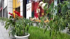 �ж��㳡���ֳ���ũ��,��ɫ�����T̨