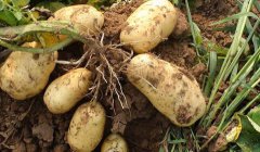 ���������Ƽ�����ɽ��ũ��Ժ������������